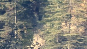 Сенсационные кадры Сне́жный челове́к существует (йети, сасквоч, бигфут (англ. bigfoot)