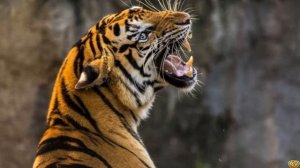 СХВАТКА ПАНТЕРЫ И ТИГРА - КТО ПОБЕДИТ?