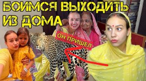 Леопард гуляет по нашему городу. Живем в джунглях. Праздник Халди перед индийской свадьбой дяди