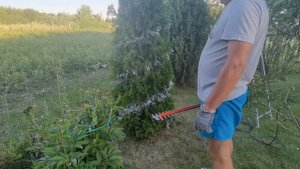 Топиарная стрижка туи. Спираль. Первый опыт.
