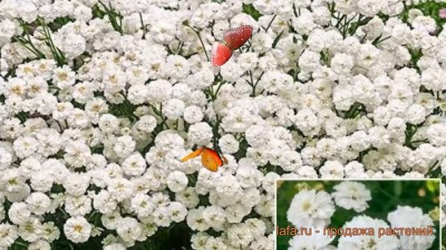 Тысячелистник птармика Ноблесса ? Ноблесса обзор: как сажать, семена тысячелистника Ноблесса смотреть онлайн