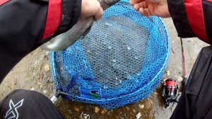 Отличная рыбалка по форели.Trout Area.