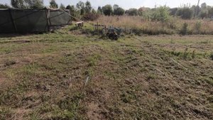 Какой полив нужен голубике