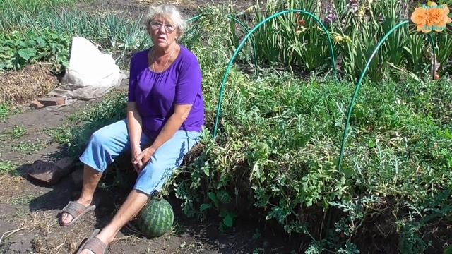 Арбузы в Сибири - реальность! смотреть онлайн