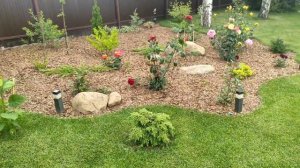 Хвойные растения в сочетании с декоративными кустарниками вдоль забора. Garden design.