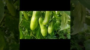 Томаты/Урожайные сорта/Сорт Пальчики Мальвины/Обзор томатов