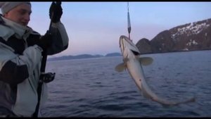 Норвегия - Рыбалка и подводная охота в Сальстраумен