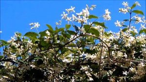 ???Вьющиеся растения, лианы, плюсы и минусы - Ландшафтный дизайн своими руками