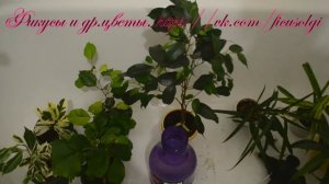 Паутинный клещ  Как избавиться от паутинного клеща