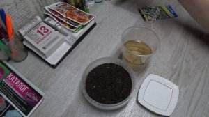 АРЕНАРИЯ! МНОГОЛЕТНИК! ПОСЕВ НА РАССАДУ