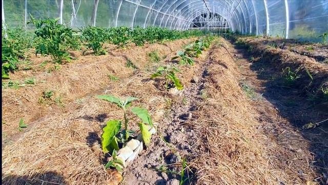 Огород Мечты. Итоги июня. Экологичный проект природного земледелия. Переработка органики.