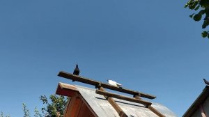 Лето 2022. Одесские турманы.