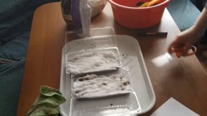 Когда сеять лобелию? Правильный посев.