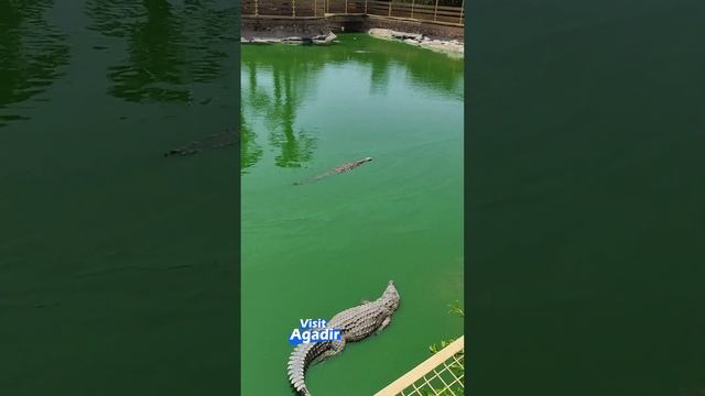 Agadir Nile Crocodiles A species native to Africa - Crocoparc Agadir