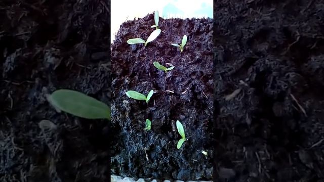 Эхинопс " Фантазёр" смотреть онлайн