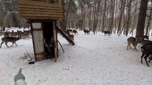 В гости к Пятнистым Оленям в Нижегородскую область