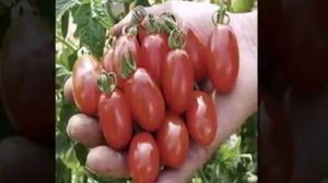 купить семена овощей из голландии