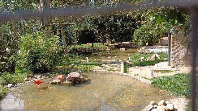 Zoo Osnabrück 26.08.2023 смотреть онлайн