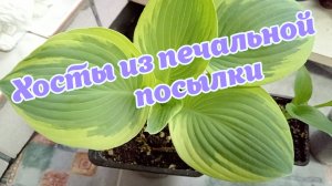 Хосты из печальной посылки