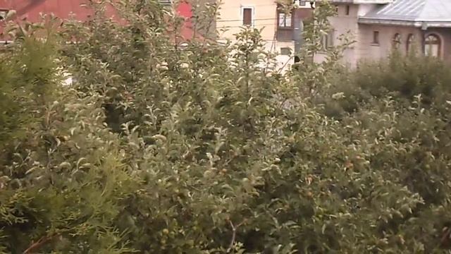 Samsung ST77 - Test video 3 смотреть онлайн