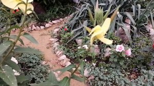 Воспоминания о лете. Энотера ночная, двулетнее растение. #энотераночная#двулетнеерастение