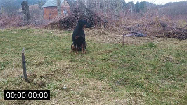 ЯГДТЕРЬЕР ФИОНА 9 МЕСЯЦЕВ БЕЖИТ 100 МЕТРОВ НА ВРЕМЯ. смотреть онлайн