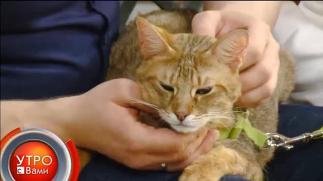 Редкие породы кошек - 