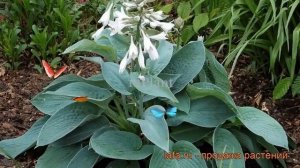 Хоста гибридная Биг Мама (hosta hybrida big mama) ? обзор: как сажать, рассада хосты Биг Мама