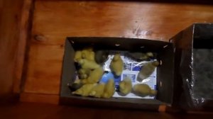 Утята бройлеры СТАР 53. Второй день.