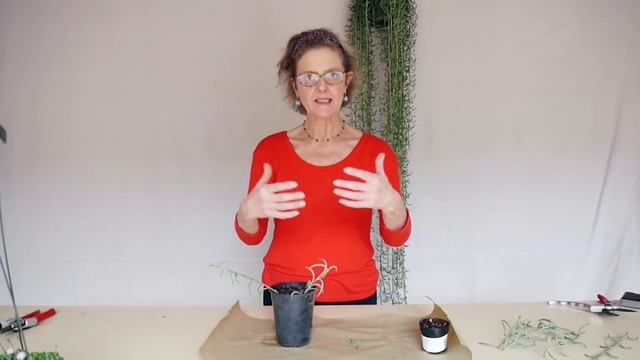 Succulent Cuttings: Fishhooks Senecio & How To Plant Them смотреть онлайн