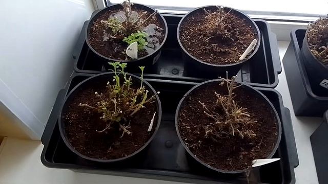 Хризантема мультифлора просыпается после зимы. Подкормка.