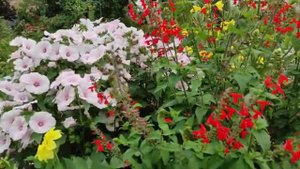 Лаватера из семян, низкорослый сорт, в августовском цветнике. Однолетник.