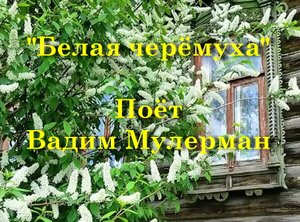 Белая черёмуха