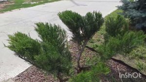 Что можно выстричь из можжевельника