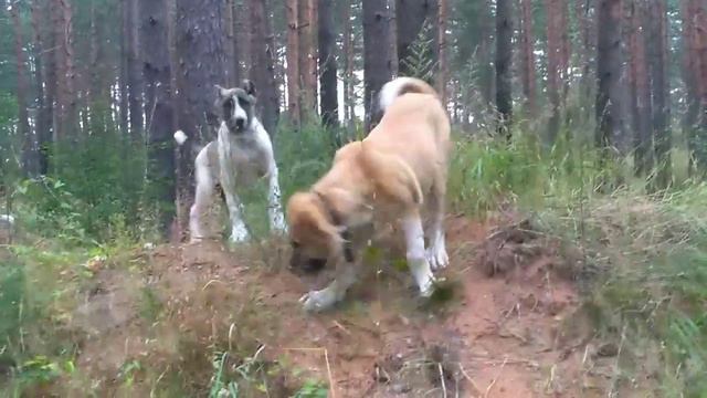 Щенки Волкодава... Разница в возрасте (месяц)... смотреть онлайн
