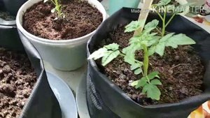 Помидоры на подоконнике. Сорт Минибел