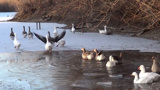 Содержание гусей , нюансы , сельские будни . Лпх Дом Велеса - жизнь за городом смотреть онлайн