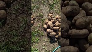 Урожай картофеля 2021. Сорт фиолет, бриз,удача, гудман,каменский!