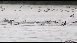 Голоса уток