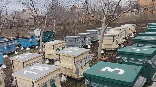 О цене на мед, пчелопакеты и зимовка 2020 смотреть онлайн