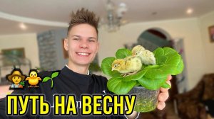 НОВЫЙ ДЕНЬ - НОВЫЕ СЮРПРИЗЫ НА ФЕРМЕПавлины начали орать  Вылуп ПЕРЕПЕЛЯТ УРОЖАИ КРУГЛЫЙ ГОД