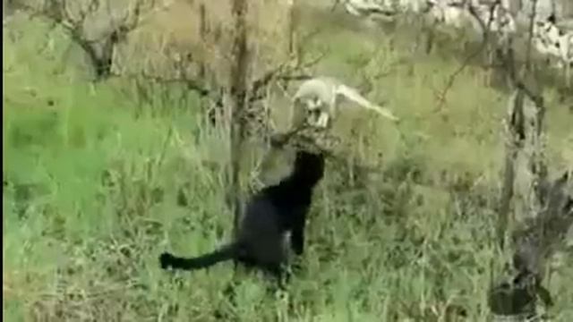 Кошка и Сова вот так друзья!!! смотреть онлайн