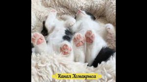 ❤ Усыпляющая музыка для кошек, котов и котят ! Колыбельная для кошек Успокаивающая музыка для коше