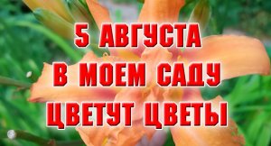 5 августа. Мои флоксы, лилейники и другие цветы.mp4