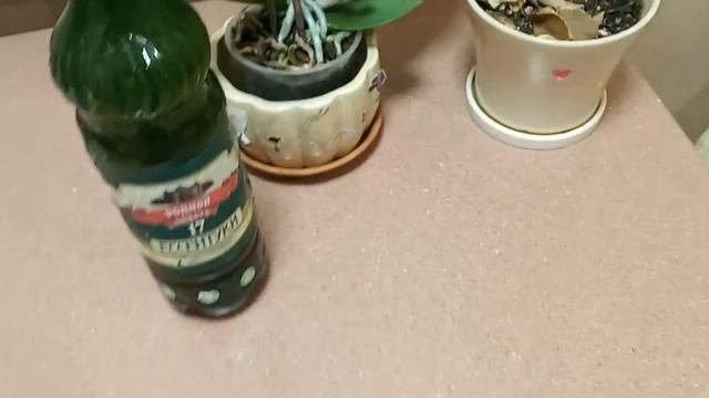 Лучшее удобрение для домашних цветов Лайфхак