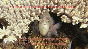 Удивительный подводный мир Померанцевая Темноватый стегастес под музыку Jeff Wayne Канун войны