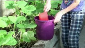 Урожай огурцов в теплице без болезней и насекомых-вредителей.