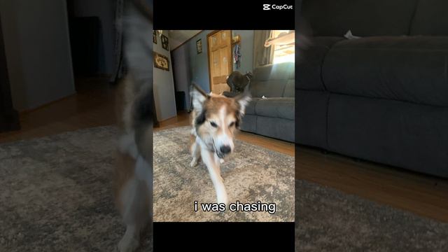 Had to hop on the trend! #animal #dog #animaldog #doggydoggy #dogsofyoutube смотреть онлайн