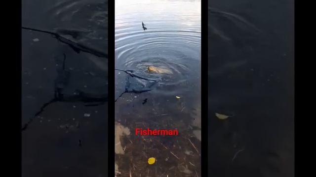 Самый лучший день в жизни ?? #рыбалка2023 #fisherman #short