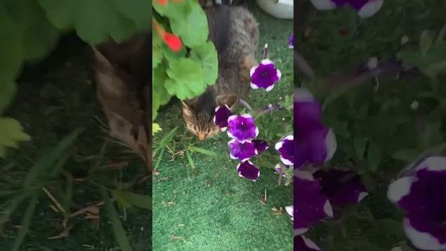 Фея маленькая баламутка.